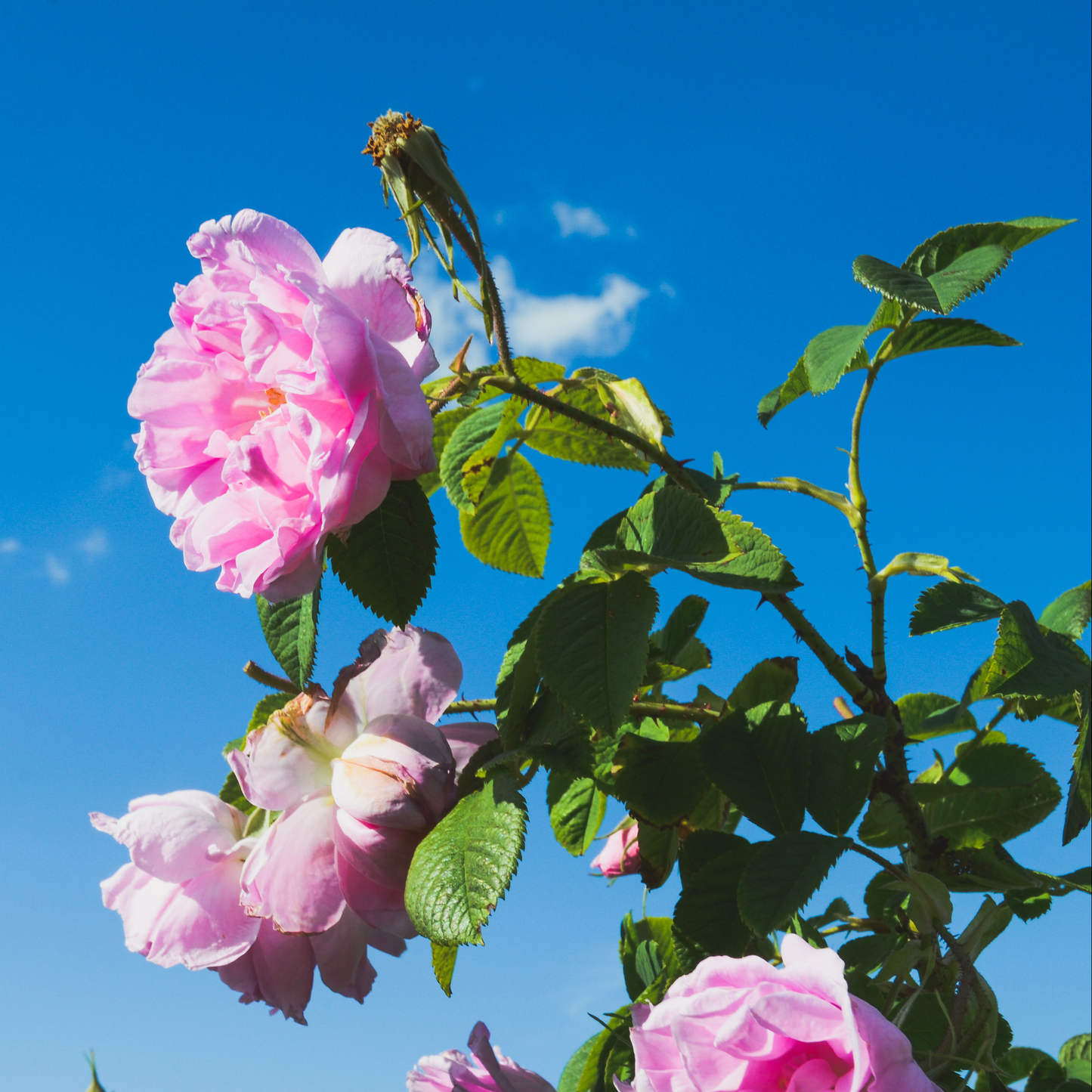 Naturreiner Rose Damascena Blütenextrakt, handgeerntet und hochkonzentriert, als Rohstoff für Aromatherapie, Hautpflege und Duftkompositionen