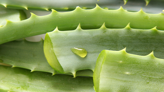 Reine Aloe Vera in Gel- oder Pflanzendarreichung – ohne Alkohol, Verdickungsmittel, Allergene oder Parfüm für sanfte, natürliche Hautpflege.