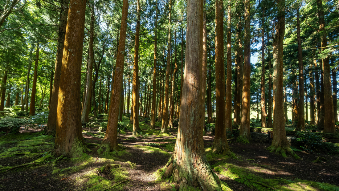Waldbaden & Barfußlaufen: Natürlicher Reset für Kopf & Körper