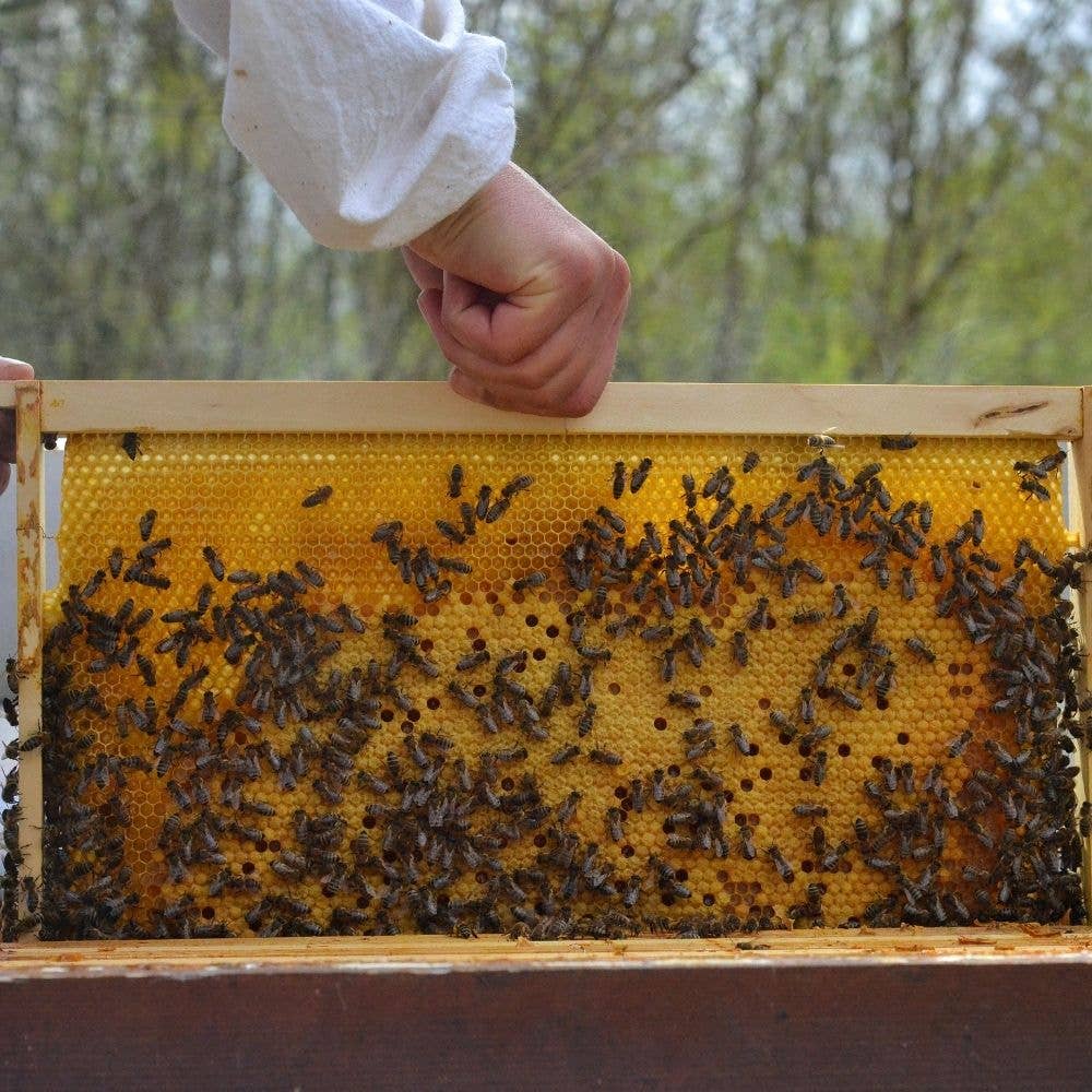 Dicke Bienenwachs- Wabenkerze