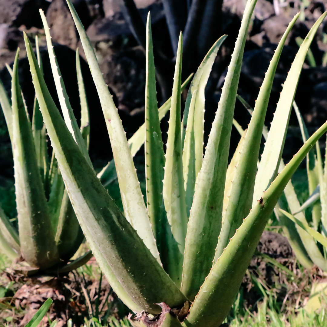 Aromatische Bio Aloe Vera als Rohstoff für Pflege in der Naturkosmetik.
