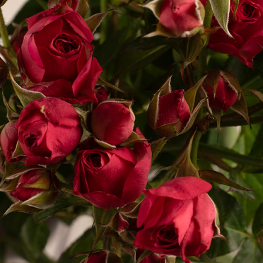 Räucherstäbchen Rose & Weihrauch