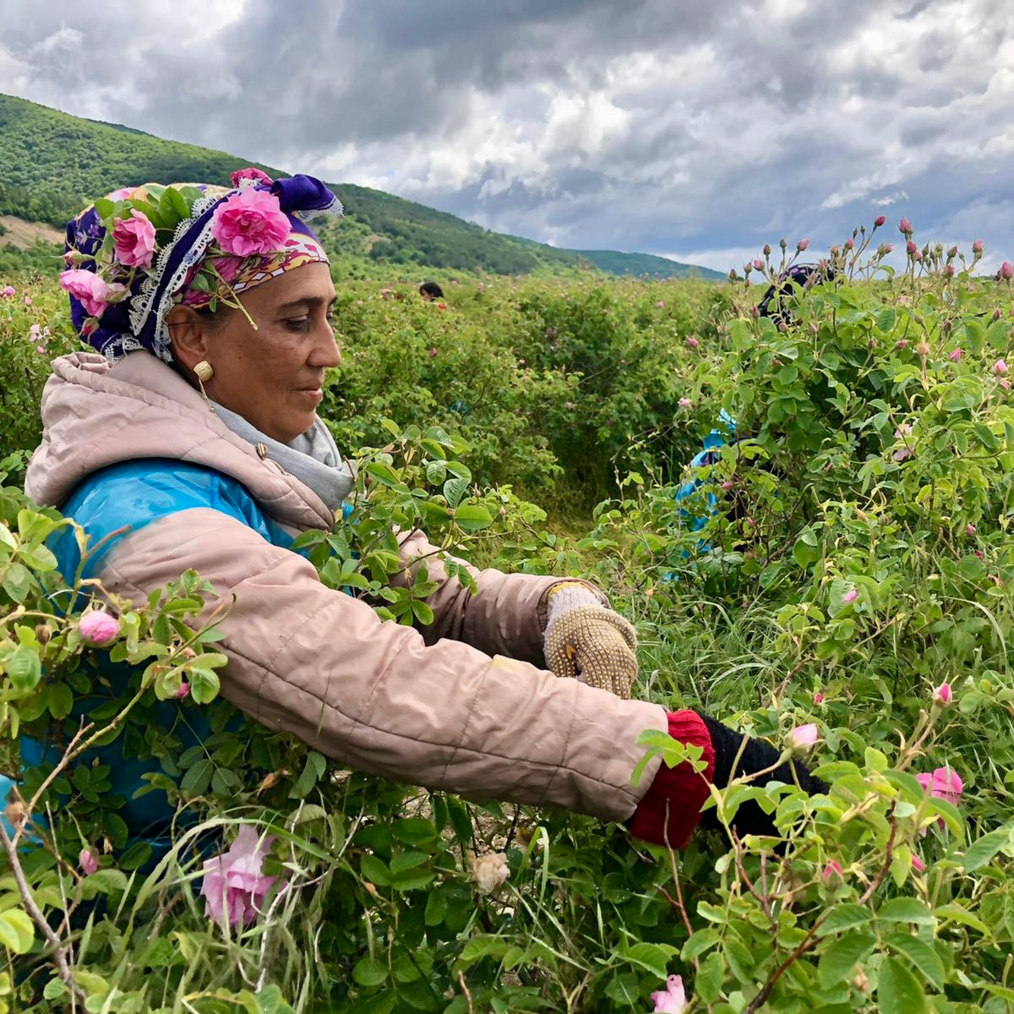 Bio-Rosenhydrolat wird aus frischen Damaszener-Rosenblüten der Frauenkooperative gewonnen, nachhaltig und sozial verantwortlich produziert
