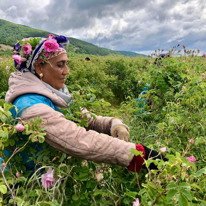 Bio-Rosenhydrolat wird aus frischen Damaszener-Rosenblüten der Frauenkooperative gewonnen, nachhaltig und sozial verantwortlich produziert