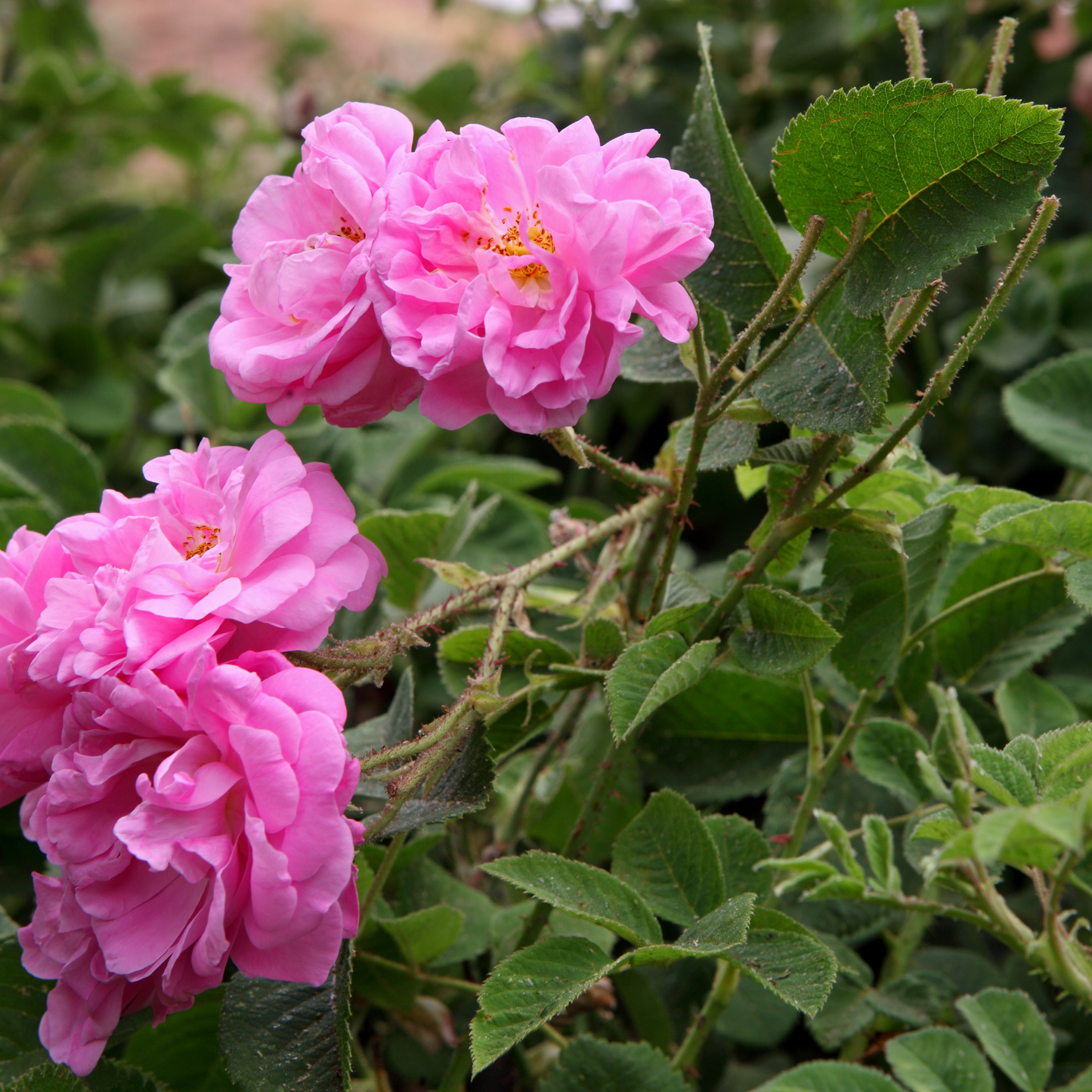 Frische Bio-Damaszener-Rosenblüten, Quelle für wertvolles Rosenhydrolat mit antioxidativen Inhaltsstoffen und hautberuhigender Wirkung