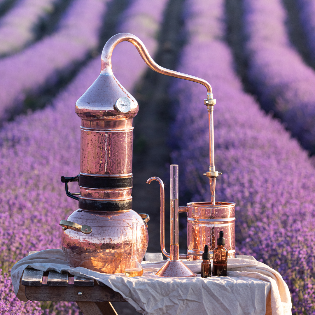 Frische Lavendelblüten (Lavandula angustifolia) aus biologischem Anbau, schonend per Wasserdampfdestillation verarbeitet, um reines Lavendelhydrolat zu gewinnen 