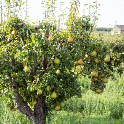 Haarbürste Birnenholz mit Naturborsten