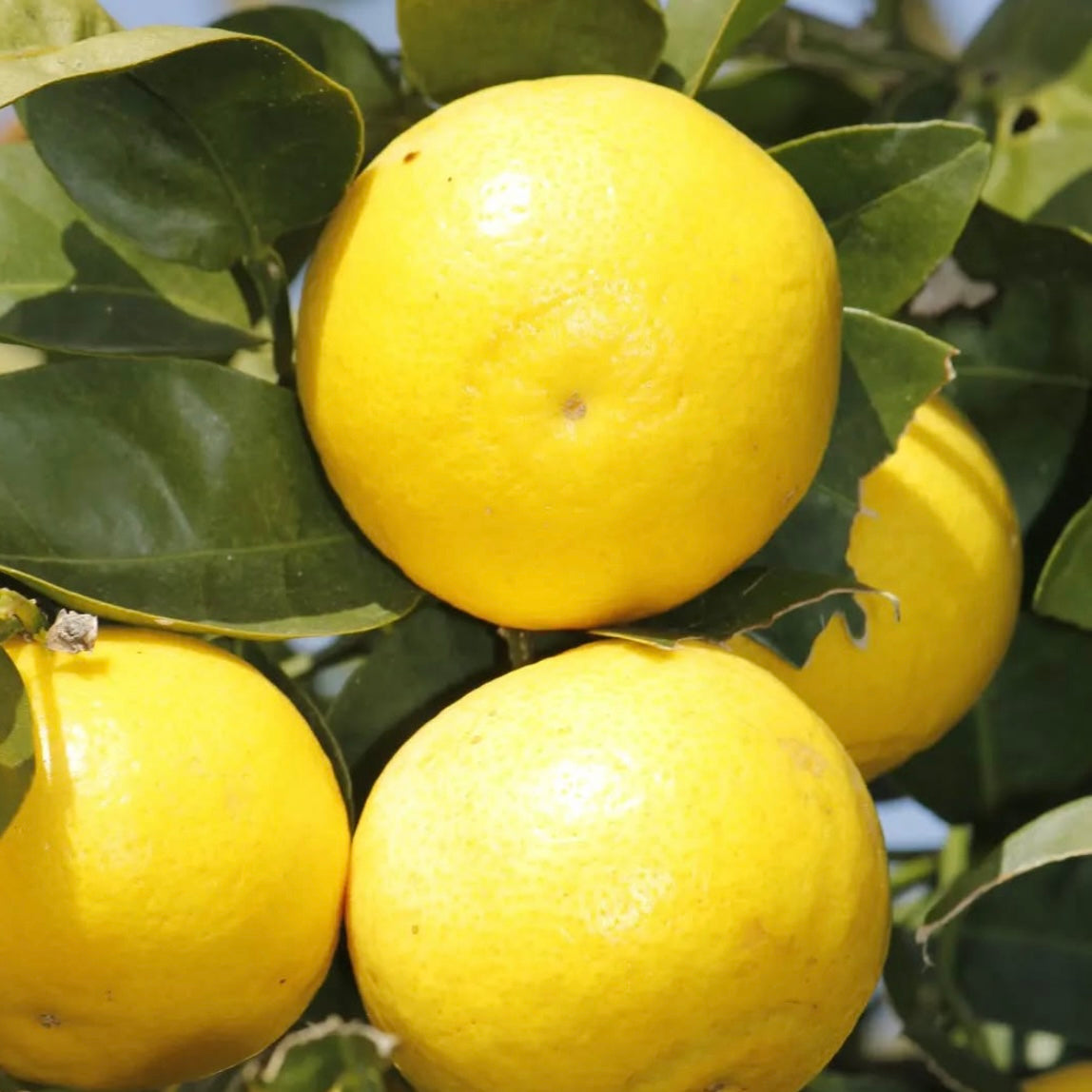 Grapefruit Zest - Ätherisches Öl