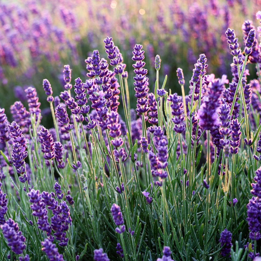 Frische Lavendelblüten (Lavandula angustifolia) aus biologischem Anbau, schonend für Shea Butter,  Bio-Lavendelhydrolat, Räucherwerk oder Badesalz verarbeitet.