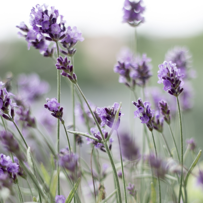 Close-up der Bio Seife Lavendelblüten – pflanzliche Tenside, Glycerin und Sorbitol sorgen für sanfte Reinigung und Pflege.