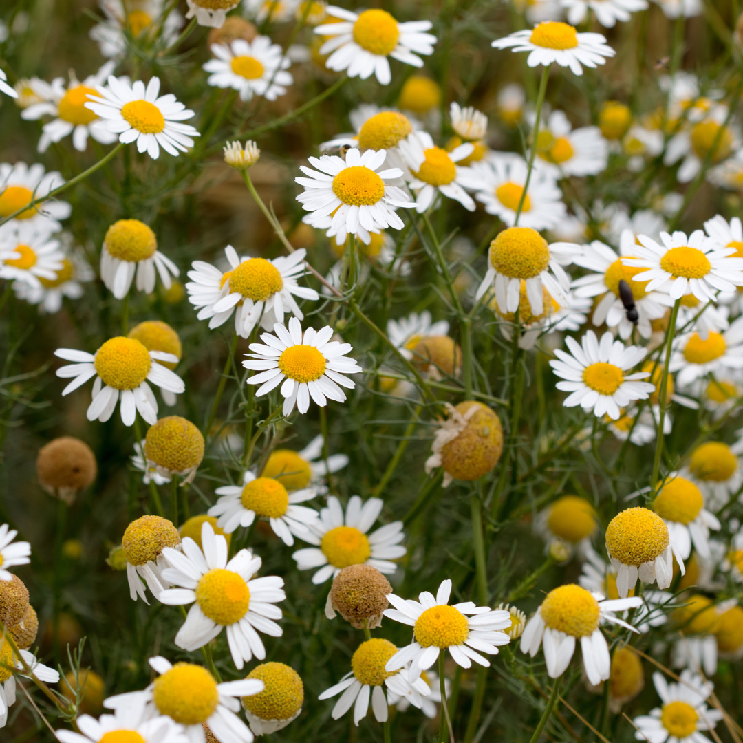 Kamille in der Naturkosmetik – pflegender, beruhigender Inhaltsstoff mit sonniger Energie für Haut und Haar, spendet Feuchtigkeit, stärkt die Struktur und unterstützt natürliche Regeneration.