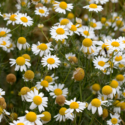 Kamille in der Naturkosmetik – pflegender, beruhigender Inhaltsstoff mit sonniger Energie für Haut und Haar, spendet Feuchtigkeit, stärkt die Struktur und unterstützt natürliche Regeneration.