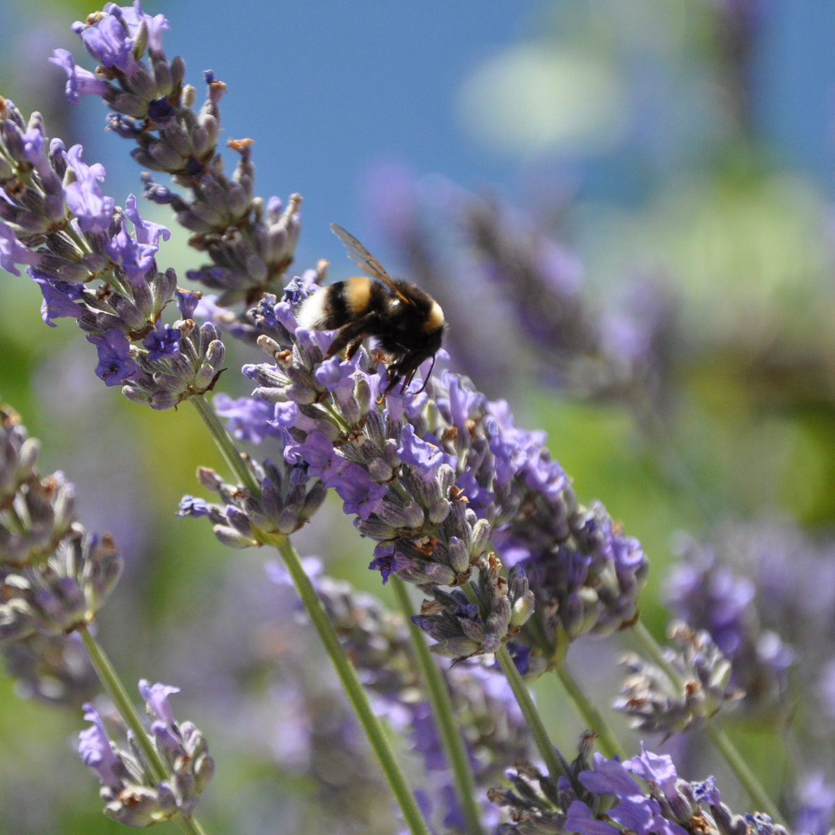 Naturreines Lavendel Aspik Öl, vegan, ohne Zusatzstoffe, antiviral, antifungal und wundheilend