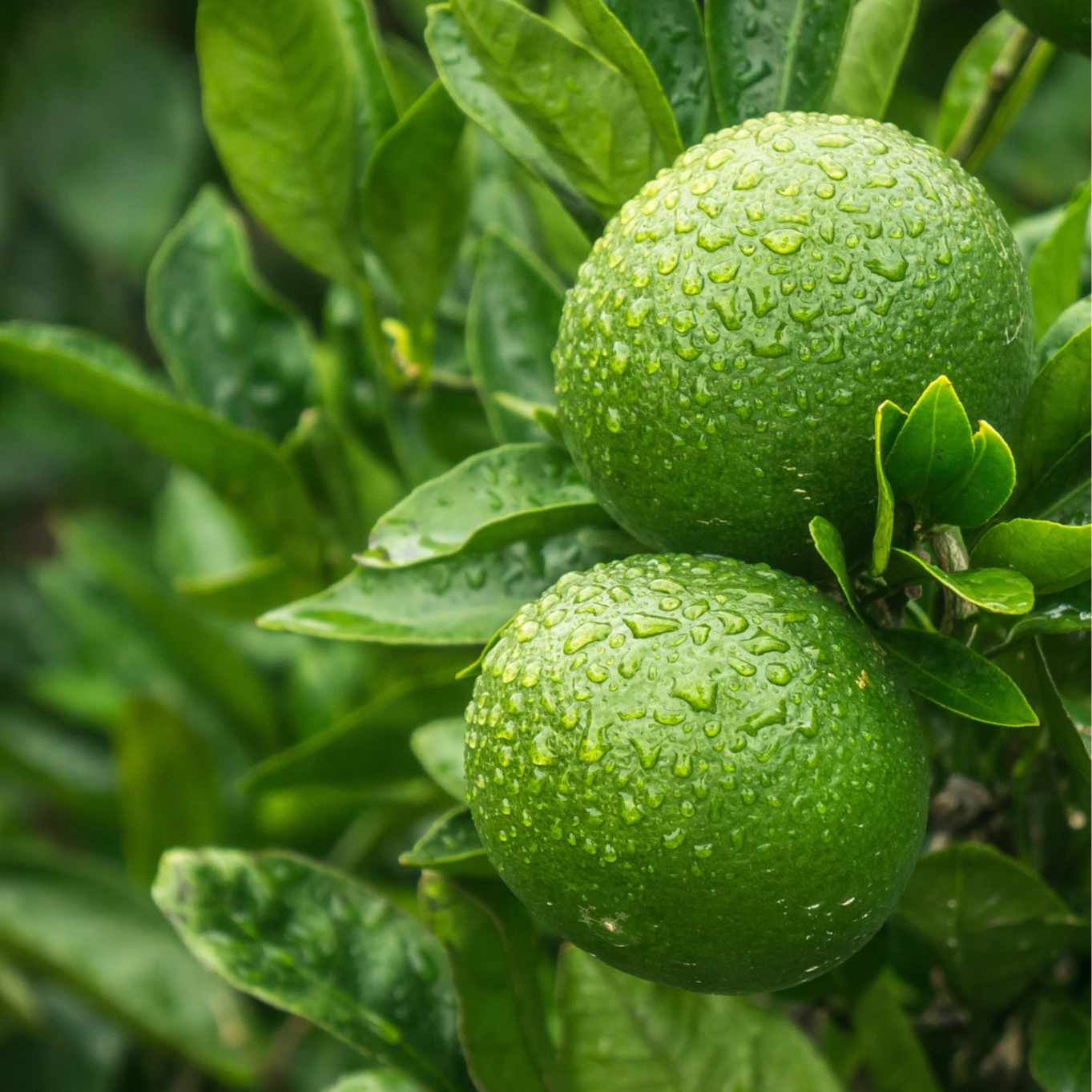 Grüne Mandarinen aus biologischem Anbau in Italien