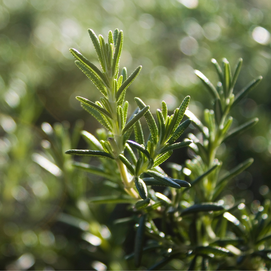 Rosmarien wird in der Naturkomsetik in vielen Bereichen eingesetzt: Von Ätherischem Öl, Haarwachstumsölen bis Seifen.
