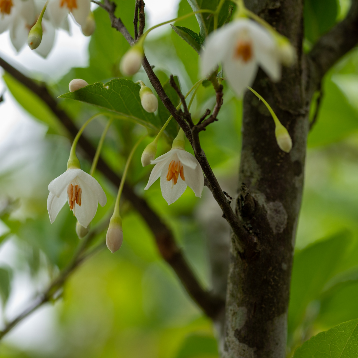Aromakerze Licht der Alpen - Die Blumige