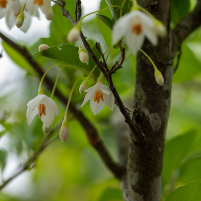 Aromakerze Licht der Alpen - Die Blumige