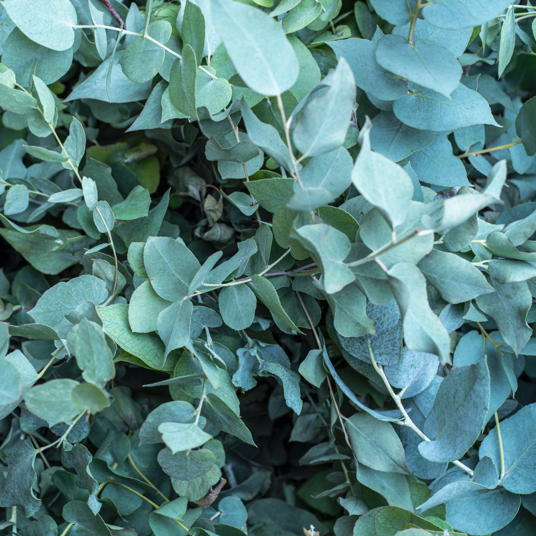 Eukalyptusblätter und ätherisches Öl – naturreiner Rohstoff für Seifen, Aromatherapie und revitalisierende Pflege.