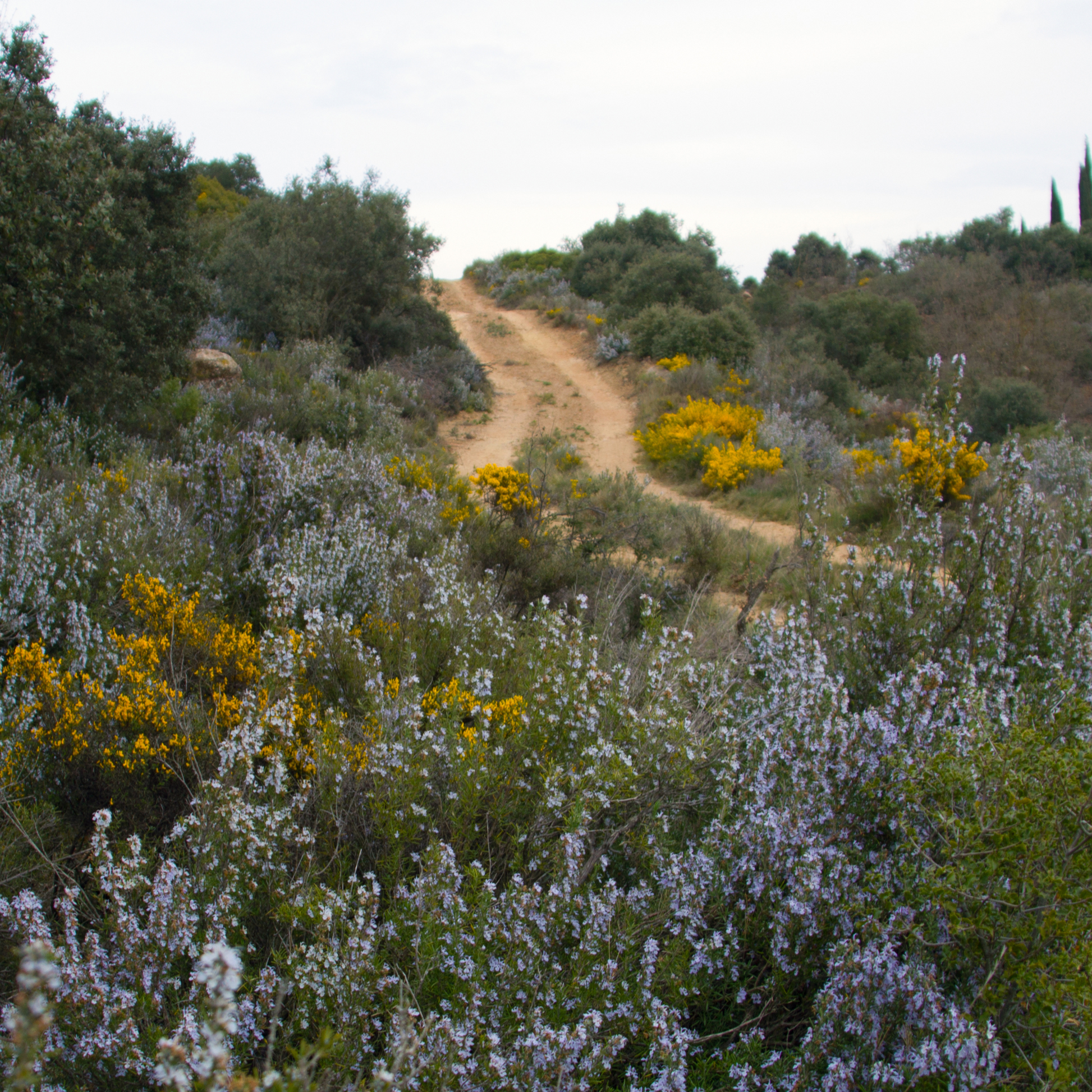io-Haarwachstumsöl für Bartpflege – macht Bart weich, dichter und pflegt die Haut darunter mit Rosmarinextrakt