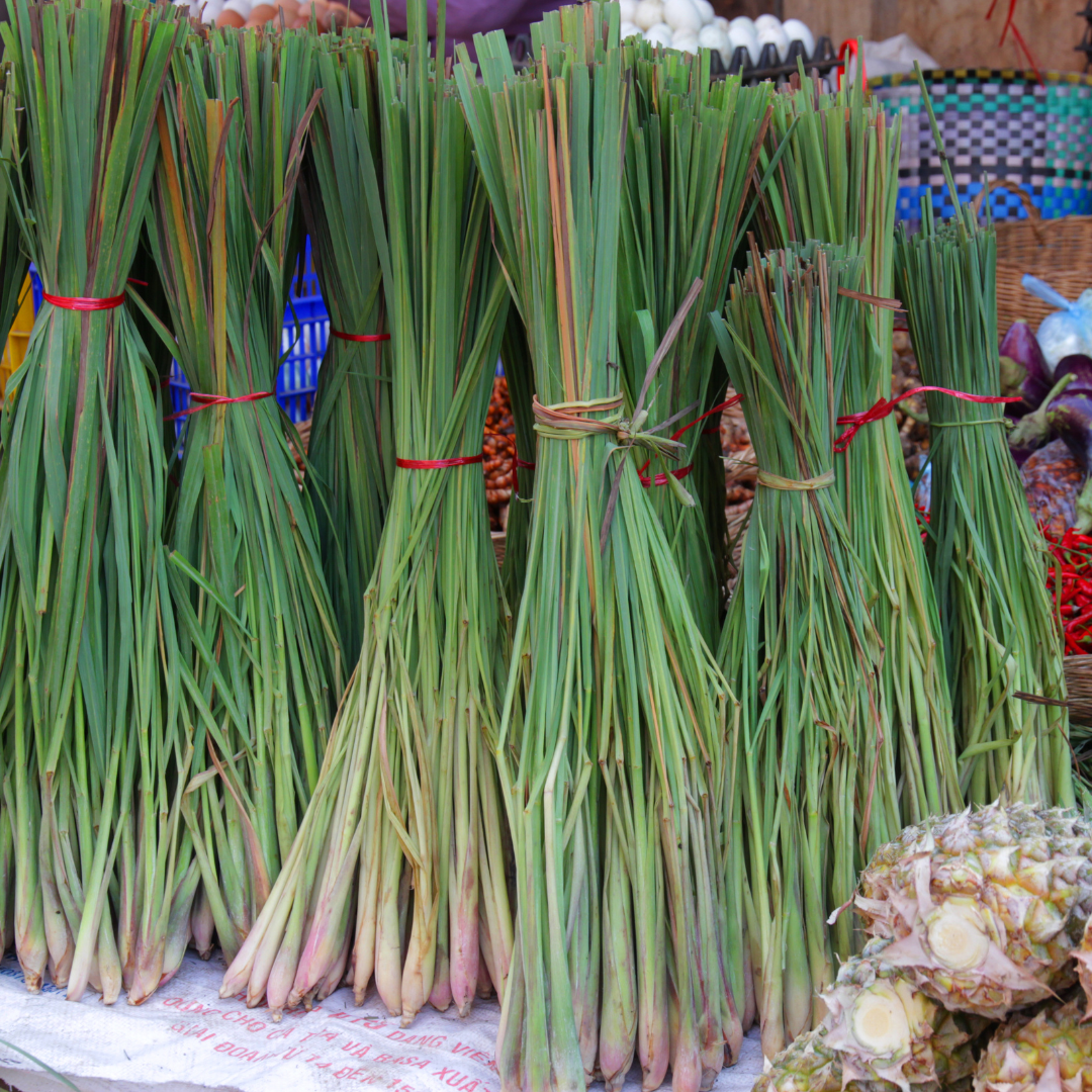 Frisches Bio-Zitronengras, ätherisch und naturrein, ideal für Seifen, Deo Palms, Aromatherapie und Hautpflege.