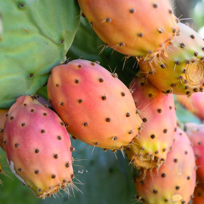 Hochwertiges Kaktusfeigenkernöl aus der Frucht, reich an essenziellen Fettsäuren und Vitamin E.