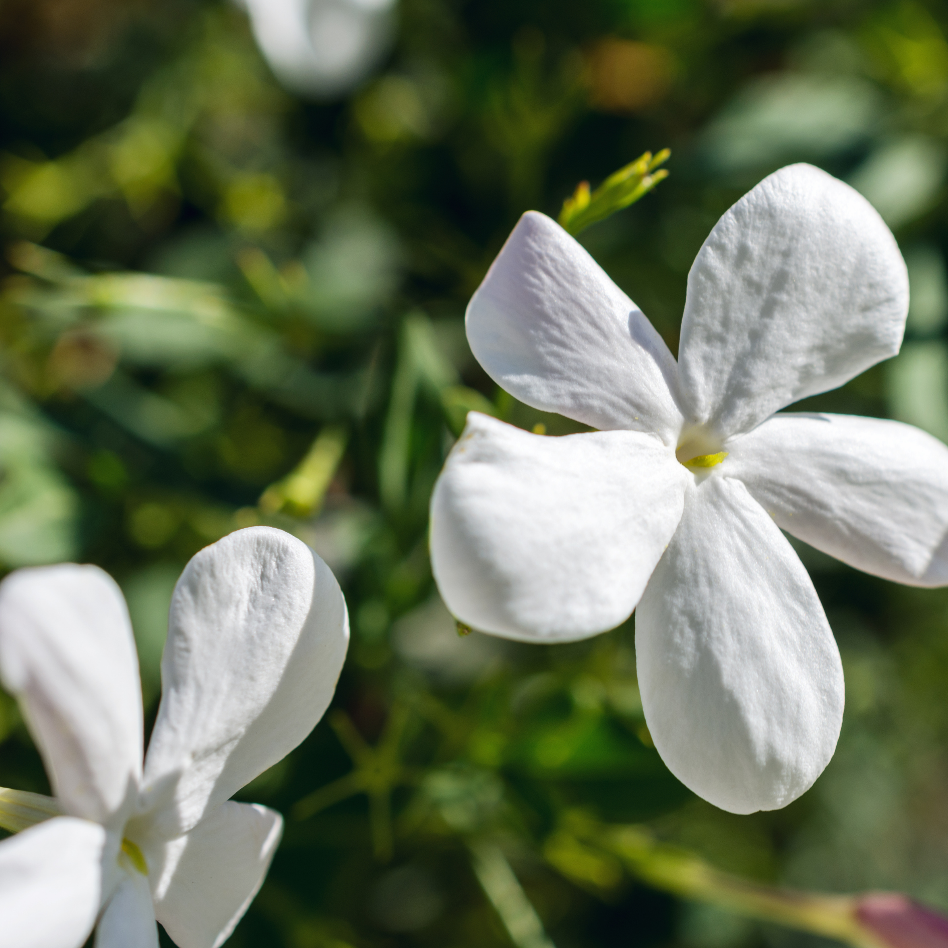 Jasmin Bio Blütenextrakt als Herznoten für Parfümkreationen oder eigene Duftmischungen