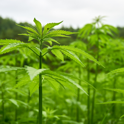 Grüne Hanfpflanze auf Feld, Rohstoff für Naturseifen und Pflegeprodukte