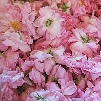 Rose Damascena Extrakt als Herznote in Parfüm oder eigener Duftkomposition, naturrein