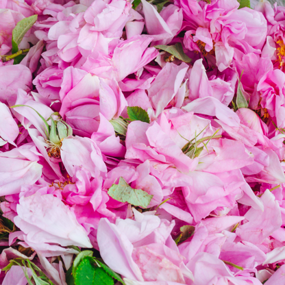 Rose Damascena Blütenextrakt im Ritual oder Aromatherapie, fördert Harmonie, Klarheit und Wohlbefinden