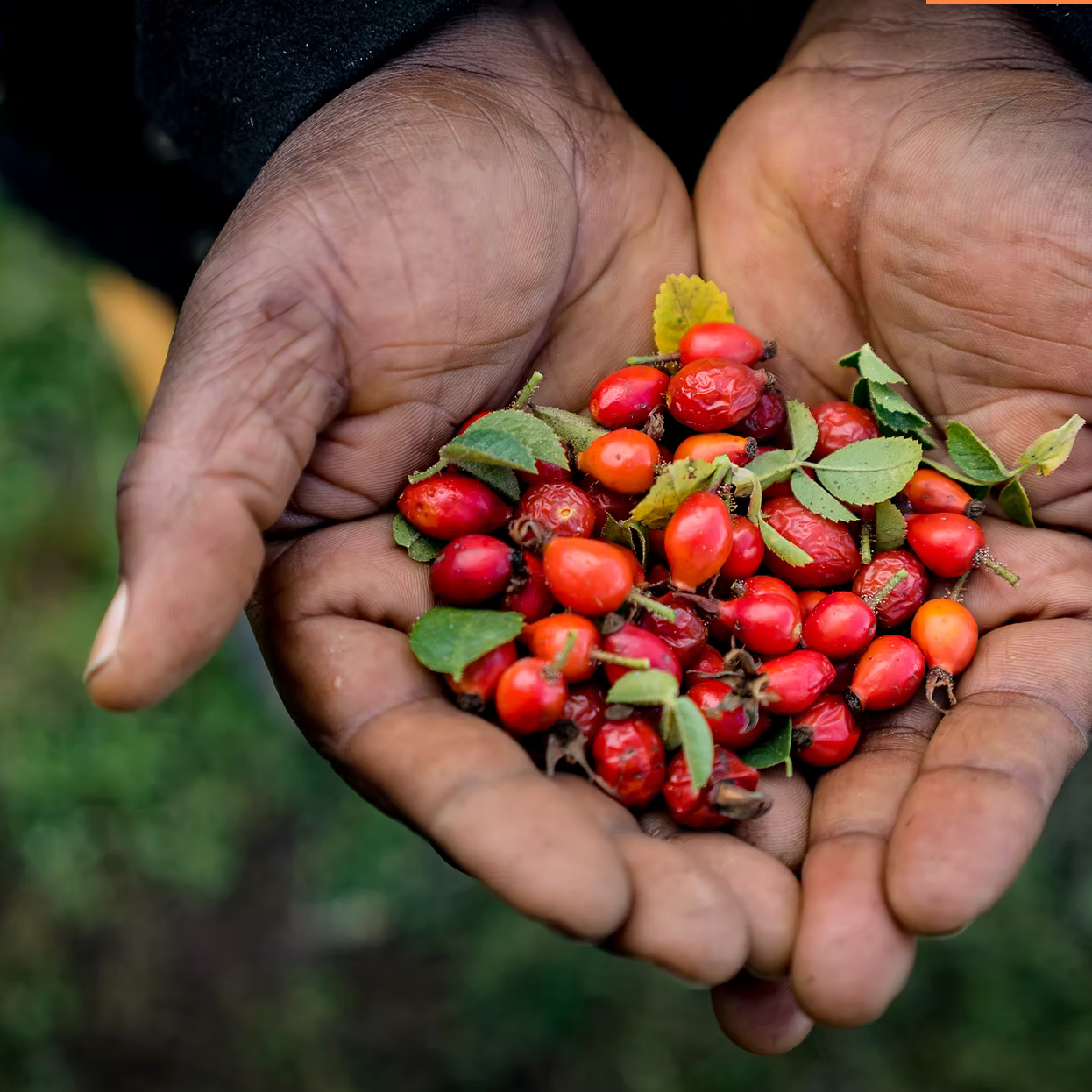 Bio Hagebuttenkernöl – kaltgepresst, 100% biologisch, COSMOS Organic zertifiziert, vegan und cruelty-free.
