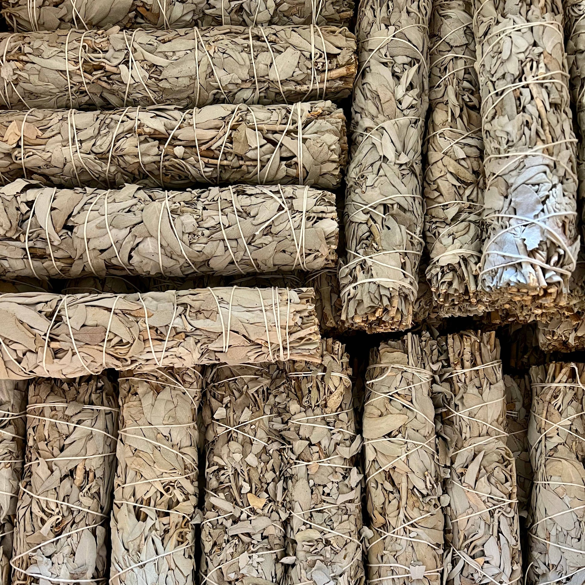 Nahaufnahme der silbrig-grünen Blätter eines großen weißen Salbei Bündels mit natürlicher Blattstruktur.