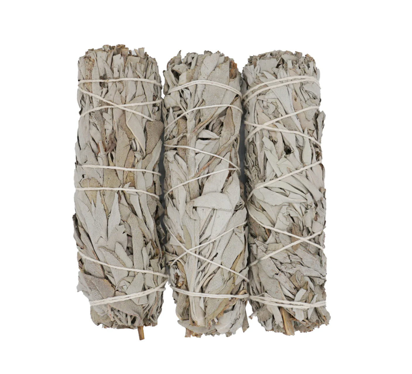 Naturreines, unbehandeltes Bündel weißer Salbei Medium mit ursprünglicher Farbe und dichter Blattstruktur.