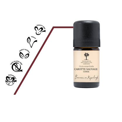 Naturreines ätherisches Bio Wildkarotten Öl aus korsischer Wildsammlung