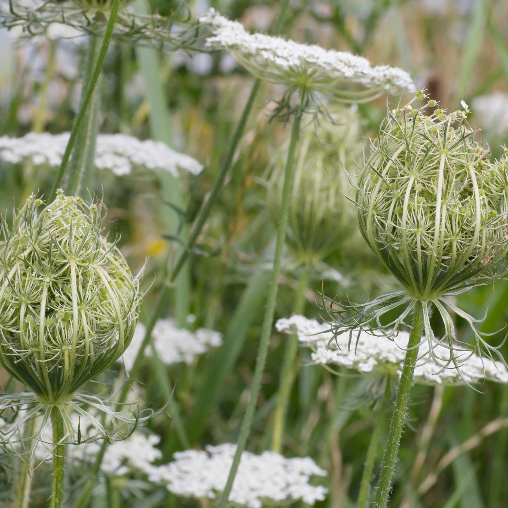 Blühende Triebspitzen der Wilden Karotte als Rohstoff für ätherisches Öl