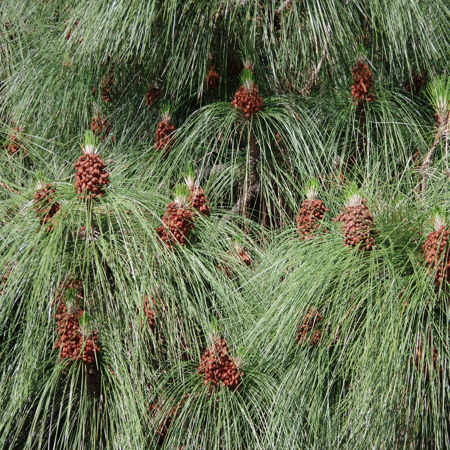 Ätherische Zirbenöl-Tropfen, naturreiner Rohstoff für die Zirben Ruhebadsalzmischung, beruhigend und erdend für Körper und Geist